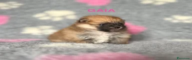 GAIA