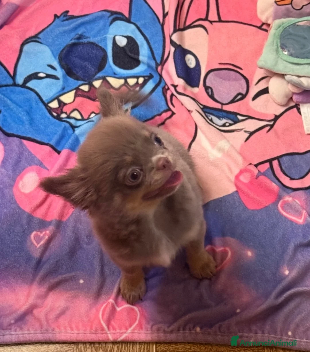 Chihuahua cani in vendita: Chihuahua lilac tan  - Annuncio 2