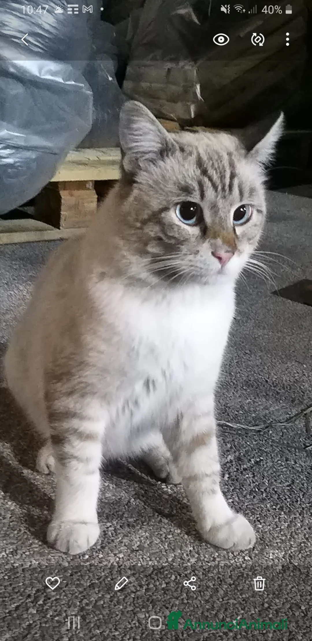 Meticcio gatti in regalo: Blu in cerca di casa  a Città Metropolitana di Napoli - Annuncio 2