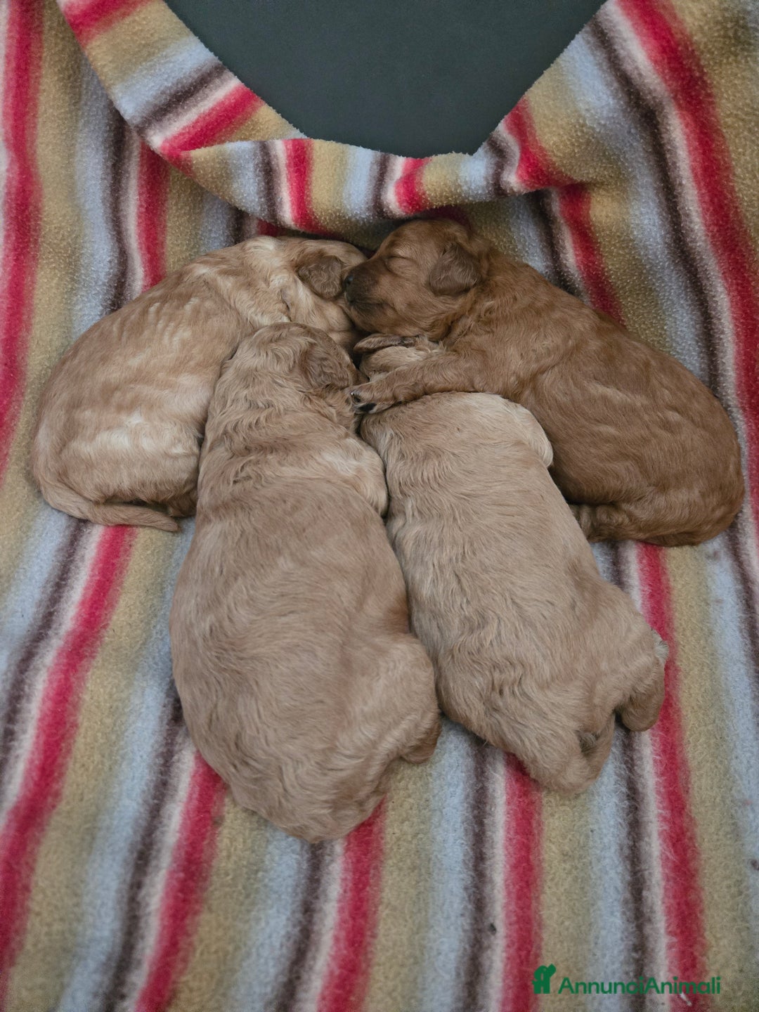 Barboncino cani in vendita: BARBONCINO NANO - Annuncio 8