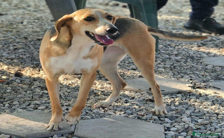 Meticcio cani a Provincia di Teramo - Annuncio 1
