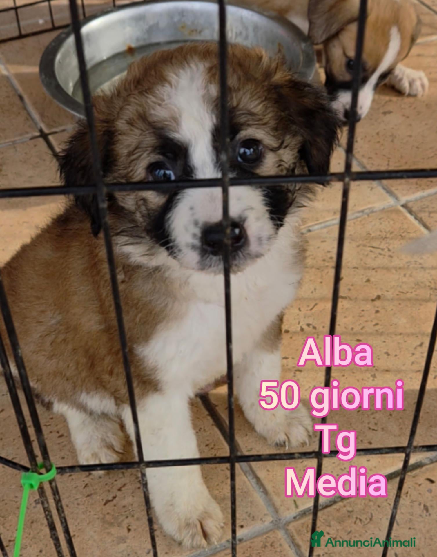 Meticcio cani TANTI CUCCIOLI SOLI  - Annuncio 1