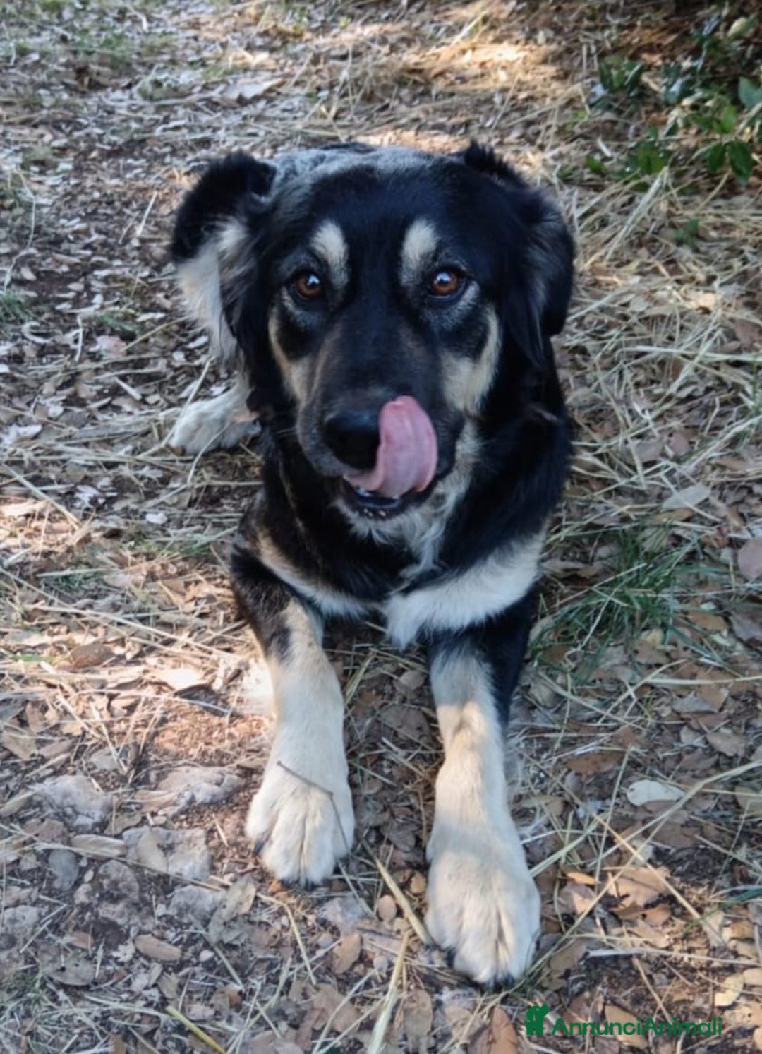 Meticcio cani in regalo: Adozione urgente per la dolce Candy - Immagine 1