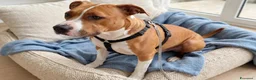 American Bully cani in regalo: Cagnolina amstaff - Annuncio 1