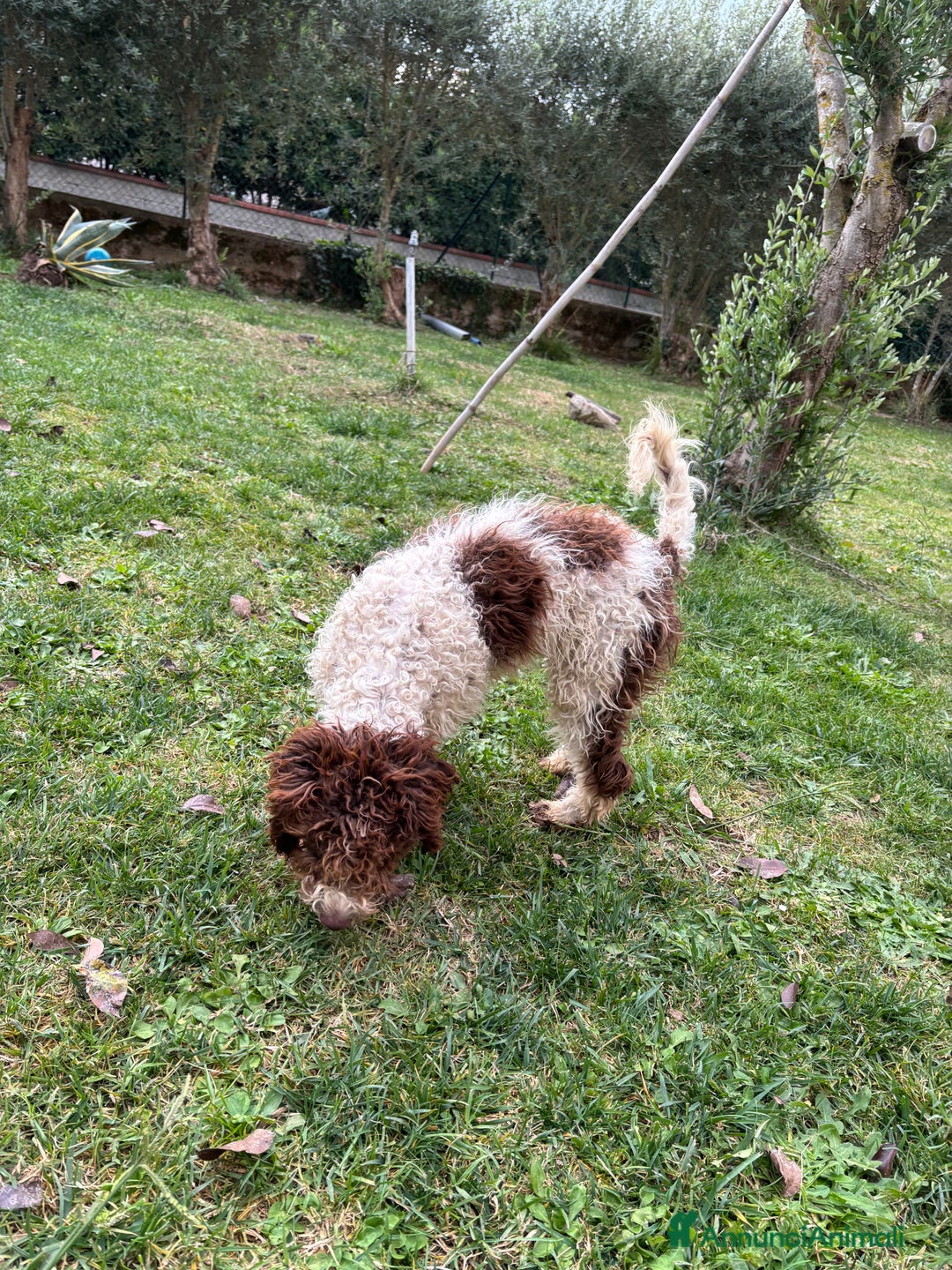 Meticcio cani in vendita: Vendita cani da tartufi  - Annuncio 2