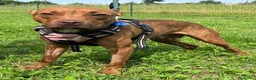 Meticcio cani in regalo: ALMA BELLISSIMA PIT - Annuncio 9