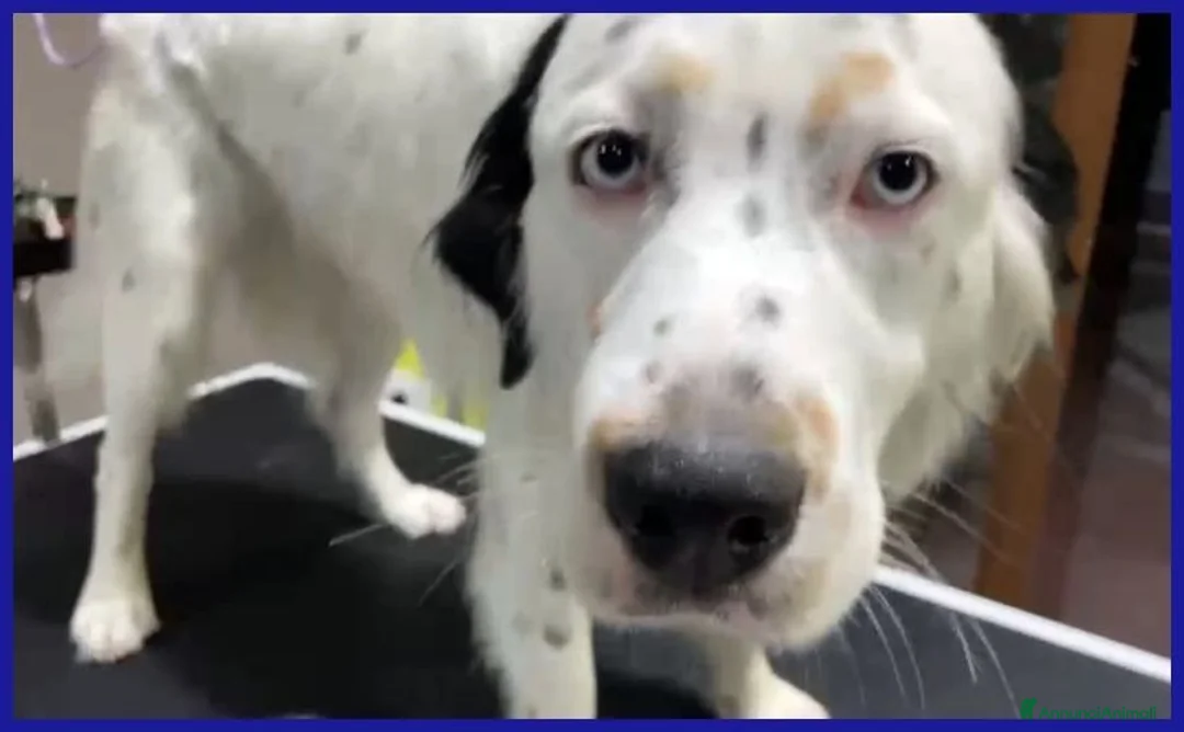 Meticcio cani in regalo: ACHILLE dagli occhi azzurro a Città metropolitana di Milano - Annuncio 2