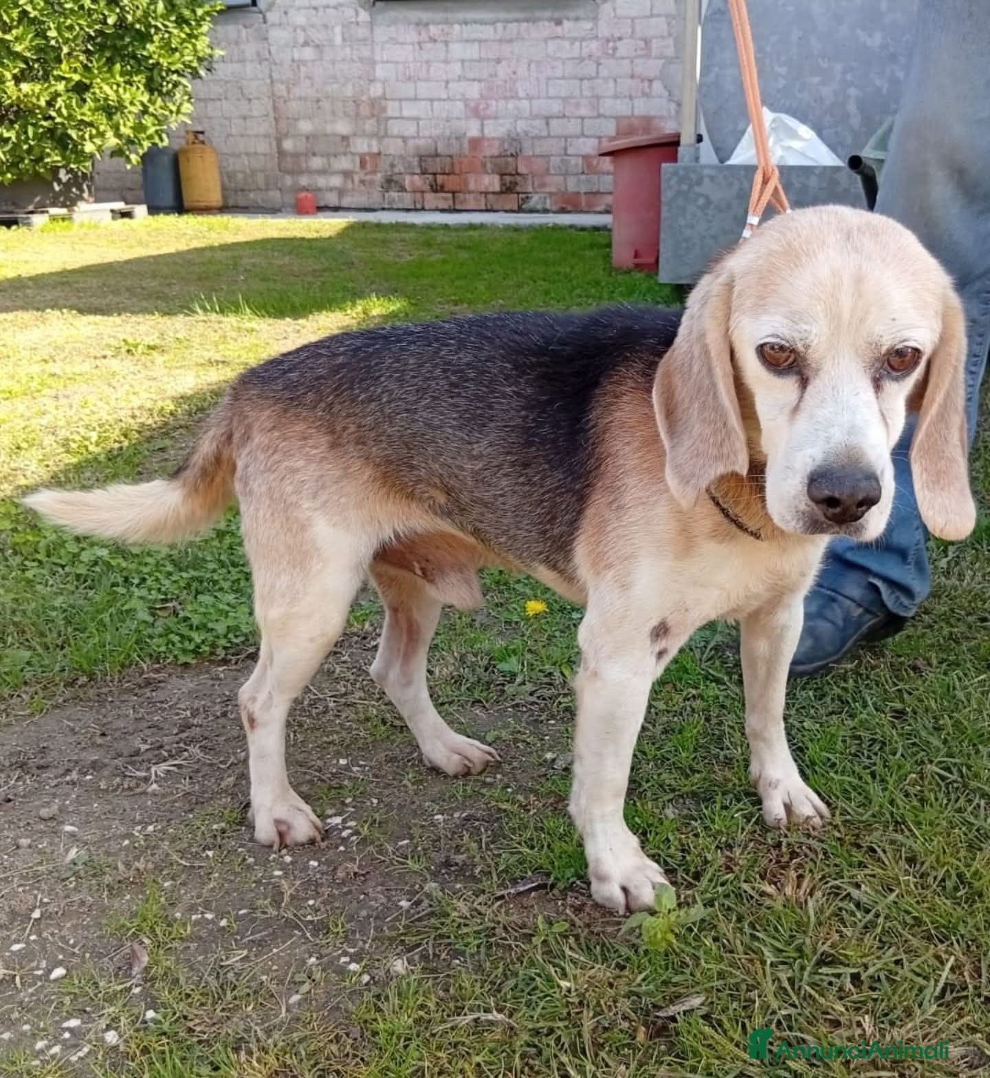 Meticcio cani BALDI, 13 ANNI - Annuncio 8