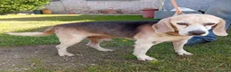 Meticcio cani in regalo: BALDI, 13 ANNI - Annuncio 1