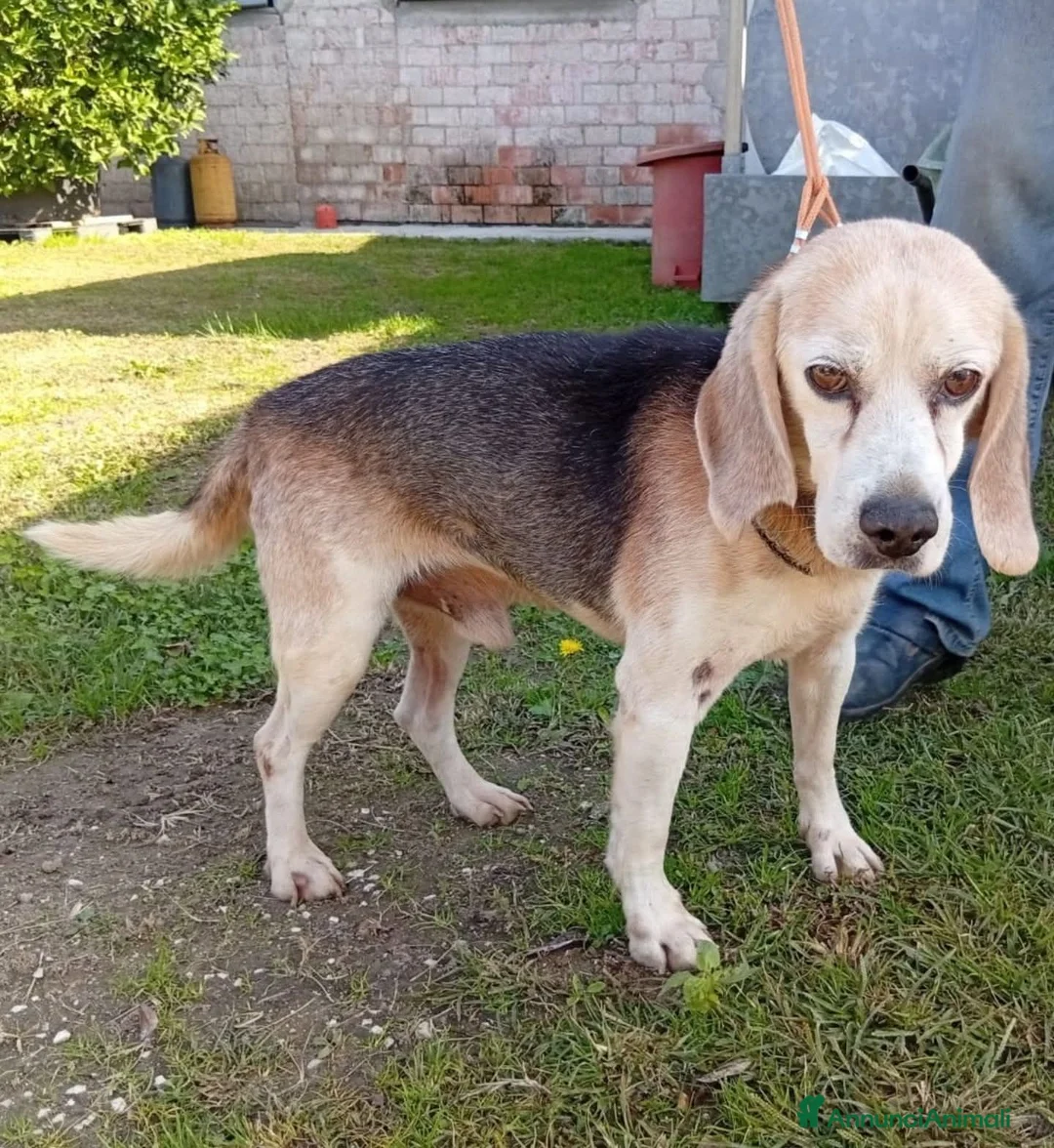 Meticcio cani in regalo: BALDI, 13 ANNI - Annuncio 1