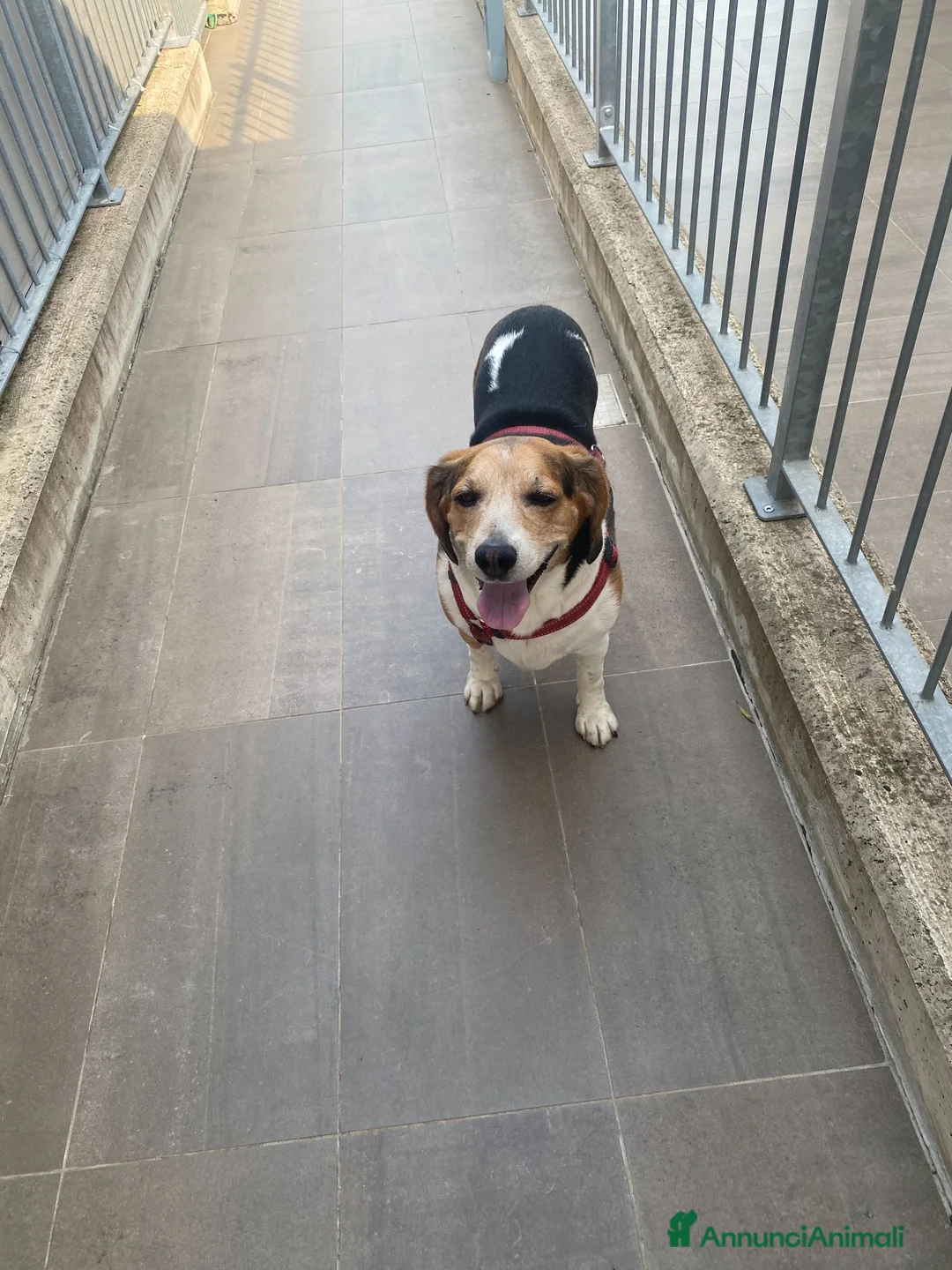 Beagle cani in regalo: Il piccolo Oscar cerca una nuova famiglia a Città Metropolitana di Torino - Annuncio 6