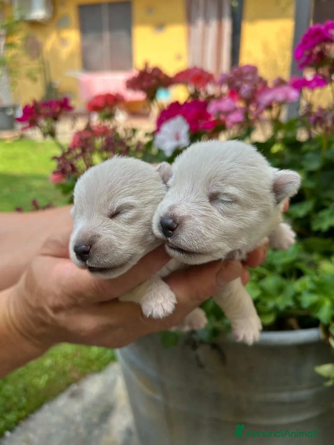 West Highland cani in vendita: West Highland White Terrier - Annuncio 1
