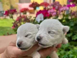 West Highland cani West Highland White Terrier - Annuncio 4