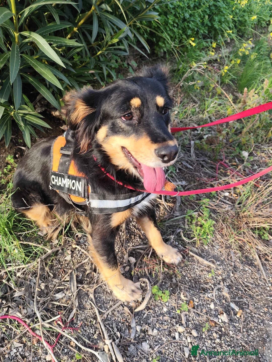 Meticcio cani in regalo: ZARA cagnolina taglia media - Annuncio 12