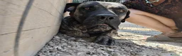 Cane Corso cani in regalo: Kira e Zeus, due anime buone in cerca di casa - Annuncio 16