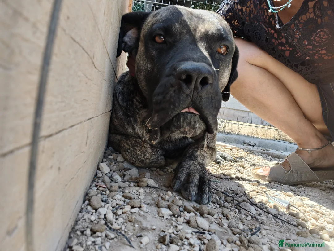 Cane Corso cani in regalo: Kira e Zeus, due anime buone in cerca di casa - Annuncio 16