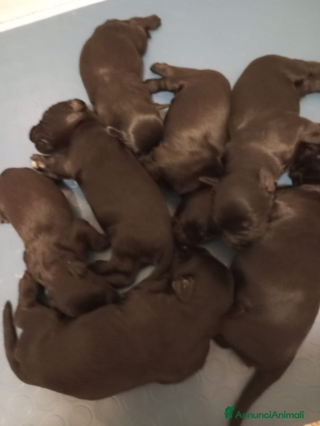 Schnauzer Gigante cani in vendita: Nata Cucciolata X  - Annuncio 10