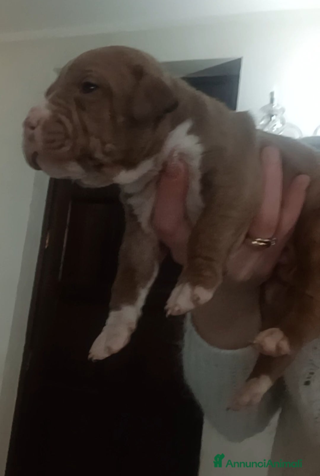 Pitbull cani in vendita: Cuccioli american Pitbull terrier  - Annuncio 5