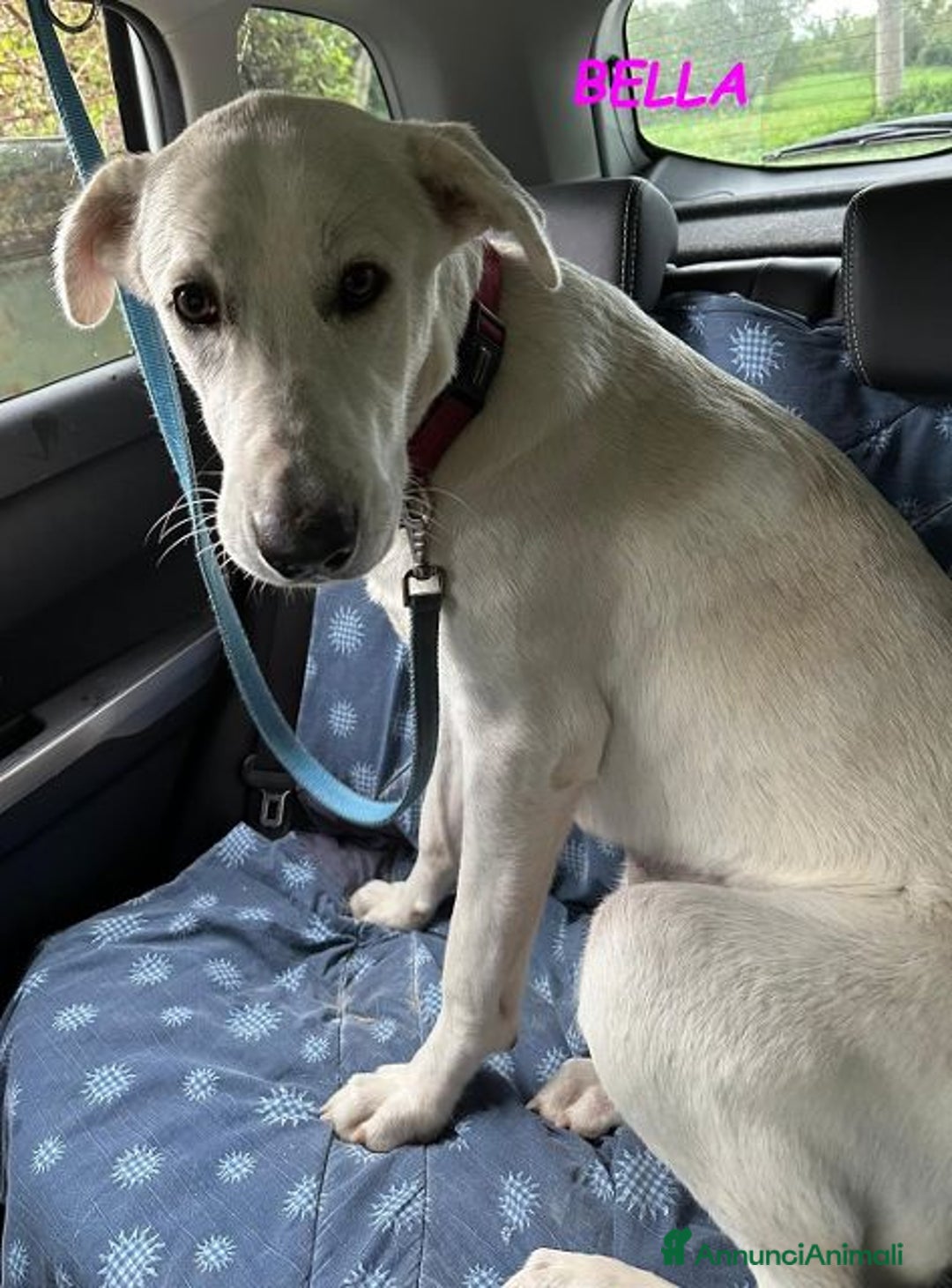 Meticcio cani in regalo: BELLA che più bella non si può! - Annuncio 8