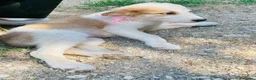Altre razze cani in regalo: Tenerissimi cuccioli s. Maremmani - Annuncio 4