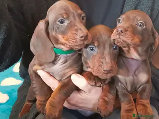 Bassotto cani Cuccioli bassotto disponibili subito. - Annuncio 8