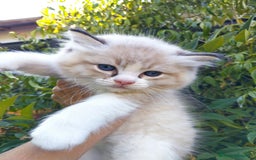 Ragdoll gatti in vendita: Cuccioli RAGDOLL con Pedigree Ministeriale AGI  a Provincia di Teramo - Immagine 2