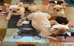 Bulldog Francese cani in vendita: Vendo Buldogg francese - Annuncio 8