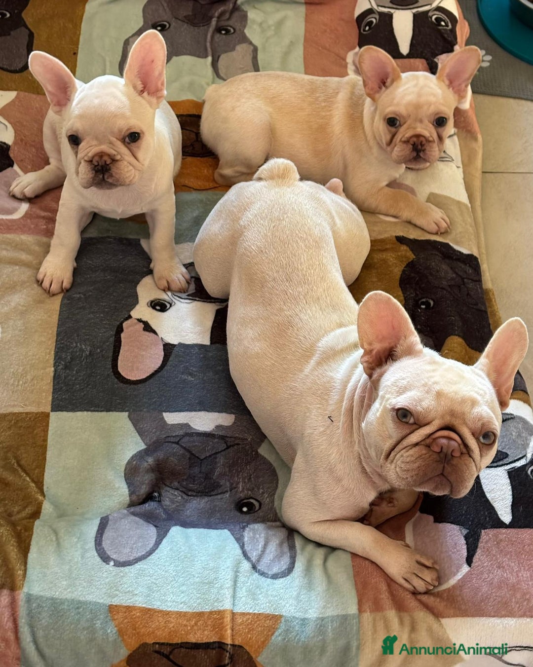 Bulldog Francese cani in vendita: Vendo Buldogg francese - Annuncio 8