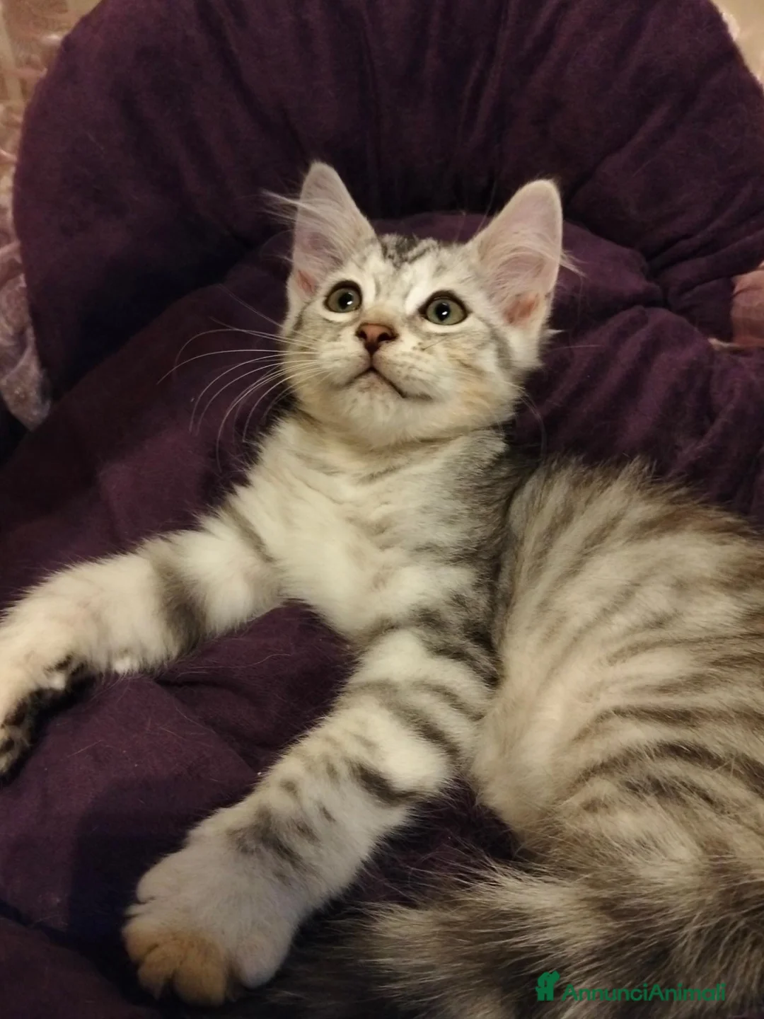 Siberiano gatti in vendita: Siberiano  - Annuncio 2