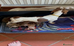 Bassotto cani in vendita: bassotto tedesco presunta taglia caninchen a Provincia di Asti - Immagine 6