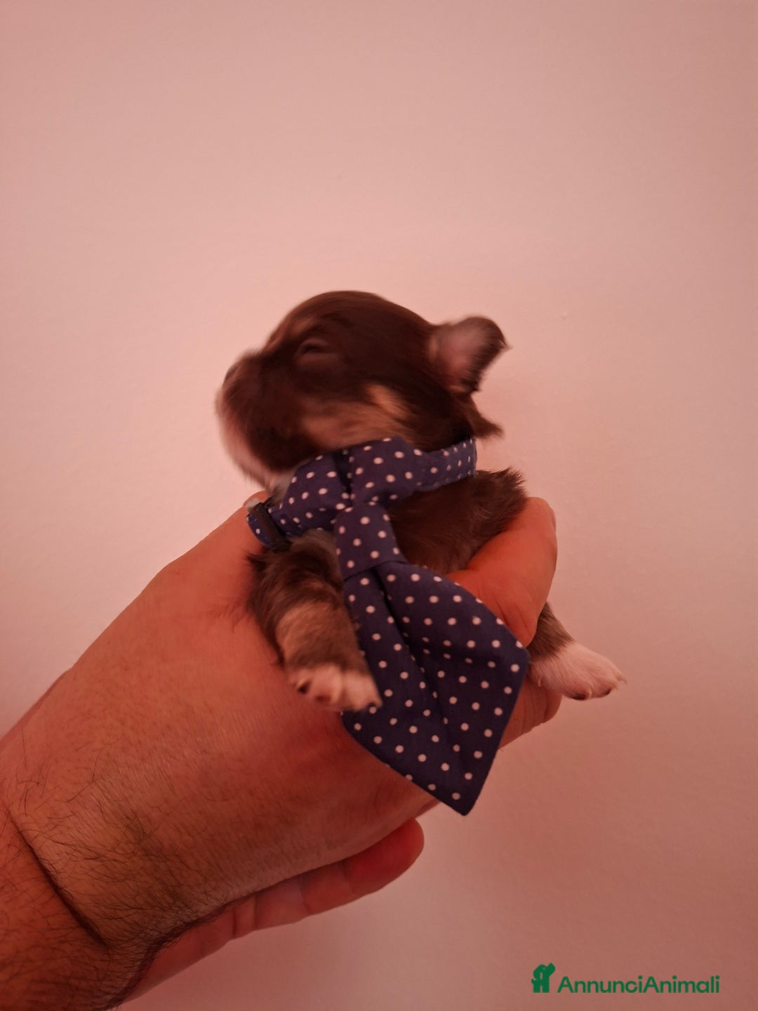 Chihuahua cani in vendita: Chihuahua pelo lungo  - Annuncio 4