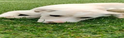 Meticcio cani in regalo: Puffo e Flo 4 mesi adottabili subito sono a Parma - Annuncio 7