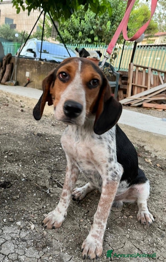 Meticcio cani Ulisse mix Beagle 2anni kg12 SOS SICILIA - Annuncio 1