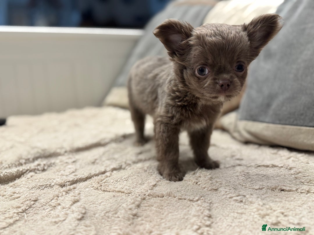 Chihuahua cani in vendita: Cucciola chihuahua pelo lungo lilac - Annuncio 6
