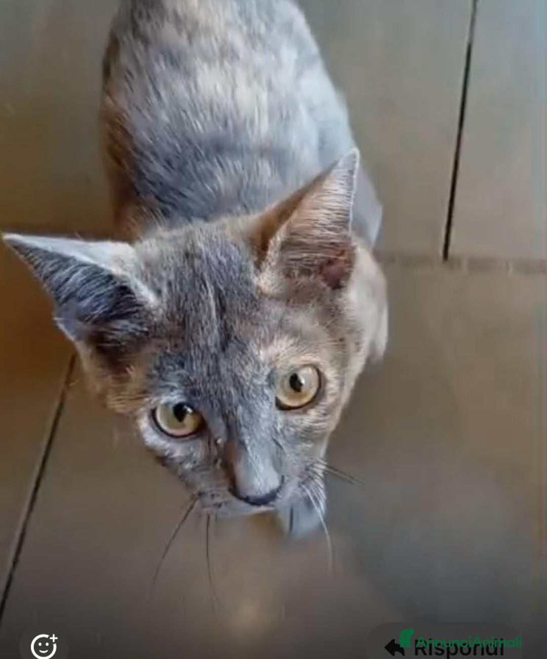 Meticcio gatti in regalo: SOS SOS TEMPESTA - Annuncio 2