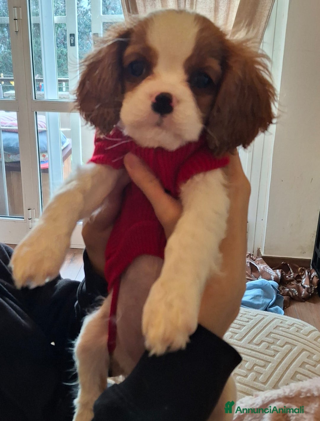 Cavalier King cani in vendita: Femminuccia di Cavalier King alla Spezia - Annuncio 3