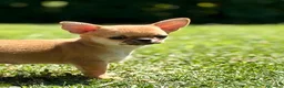 Chihuahua cani in vendita: Cuccioli di chihuahua - Annuncio 2