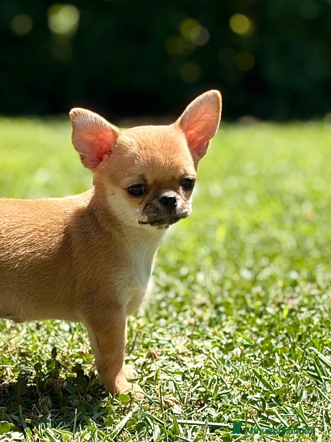 Chihuahua cani in vendita: Cuccioli di chihuahua - Annuncio 2