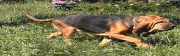 Bloodhound cani in vendita: Cucciolone - Annuncio 3