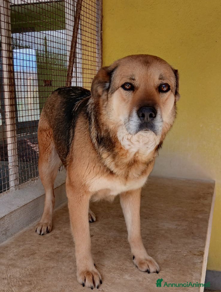 Meticcio cani LUPILLA, adorabile lupetta, buona, amante dei gatt - Annuncio 2