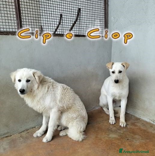 Meticcio cani CIP e CIOP cuccioloni tg mediogrande - Annuncio 22
