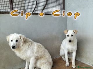 Meticcio cani CIP e CIOP cuccioloni tg mediogrande - Annuncio 22