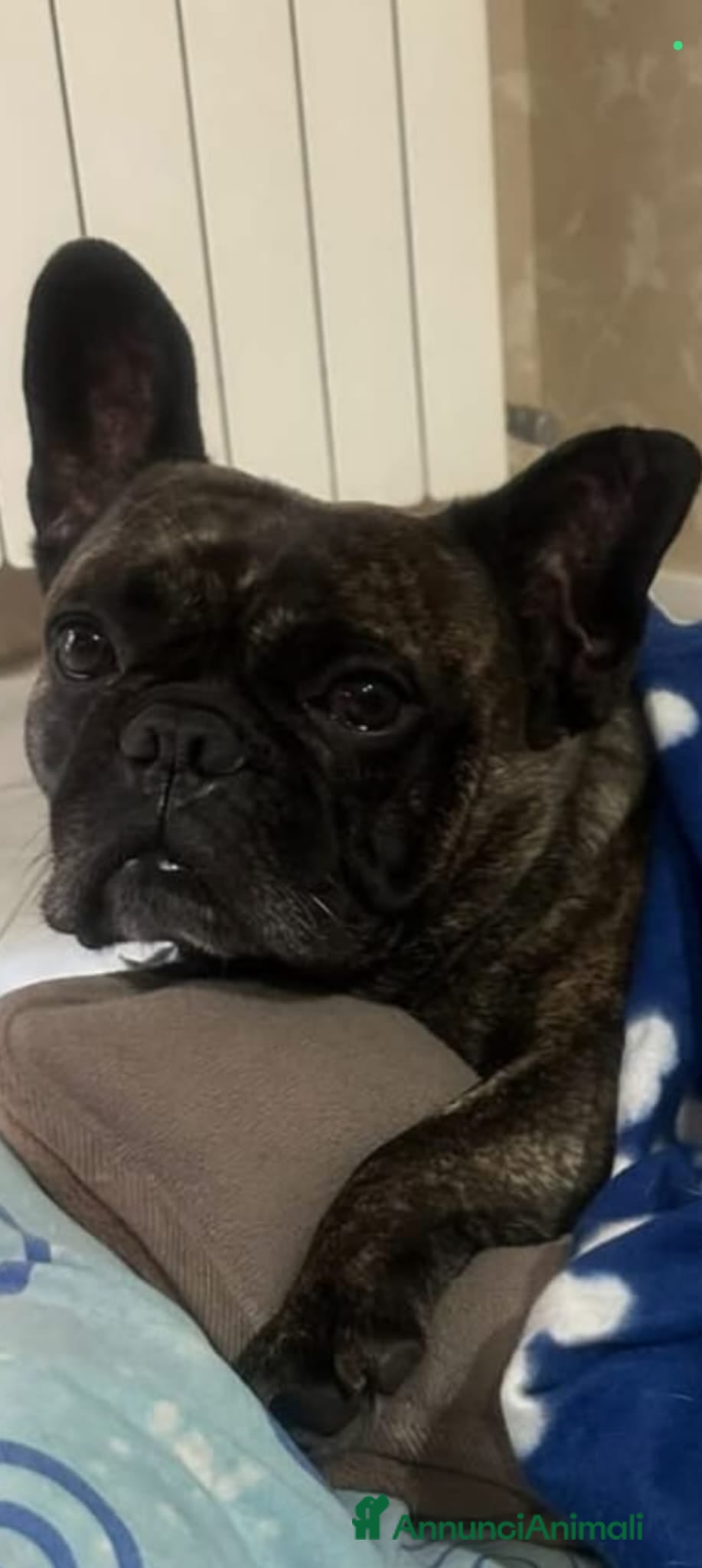 Bulldog cani Bryan - Annuncio 1