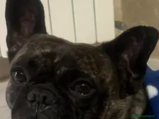 Bulldog cani Bryan - Annuncio 7