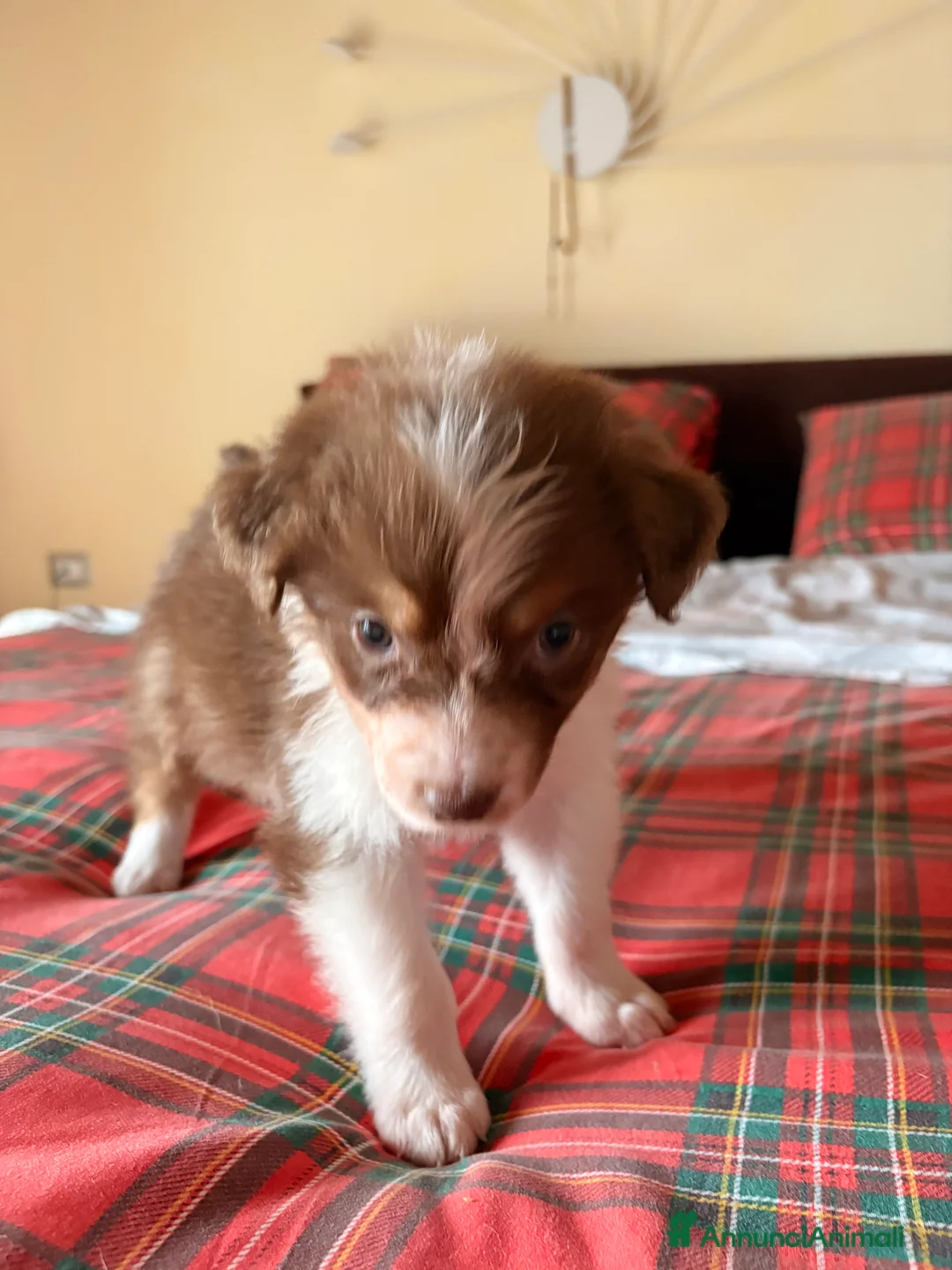 Australian Shepherd cani in vendita: Pastore australiano  - Annuncio 10