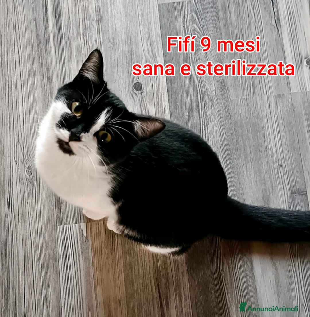 Altre razze gatti in regalo: GATTINI ABBANDONATI: EMERGENZA  - Annuncio 7