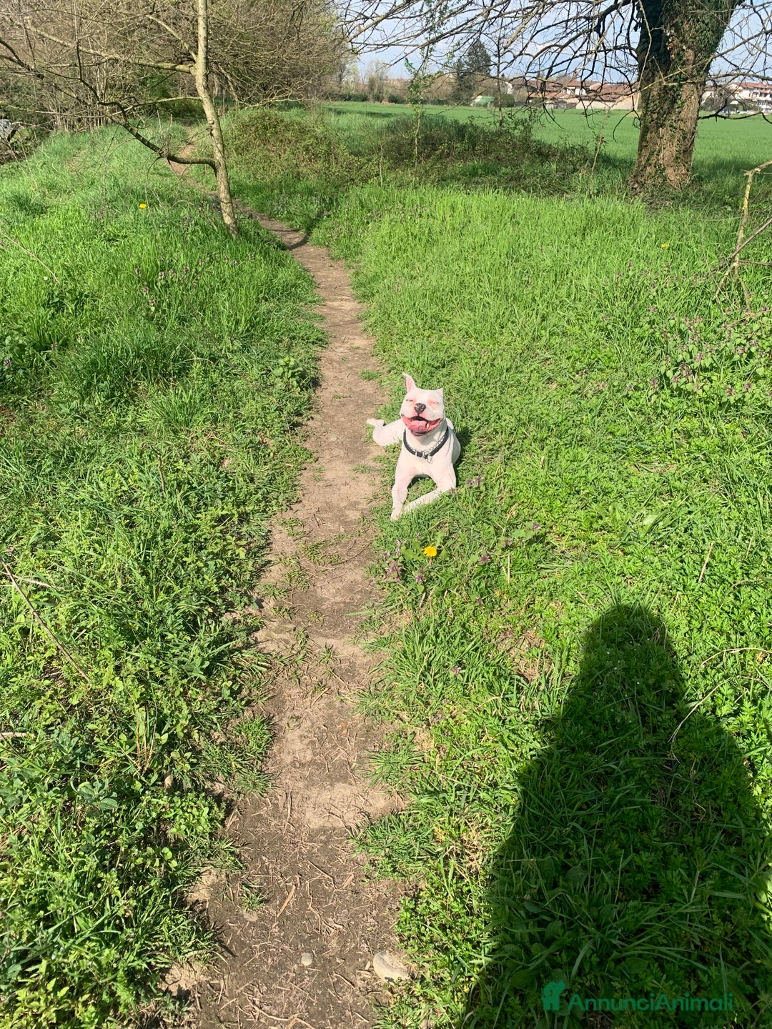 Pitbull cani in regalo: Regalo Pitbull  - Annuncio 3