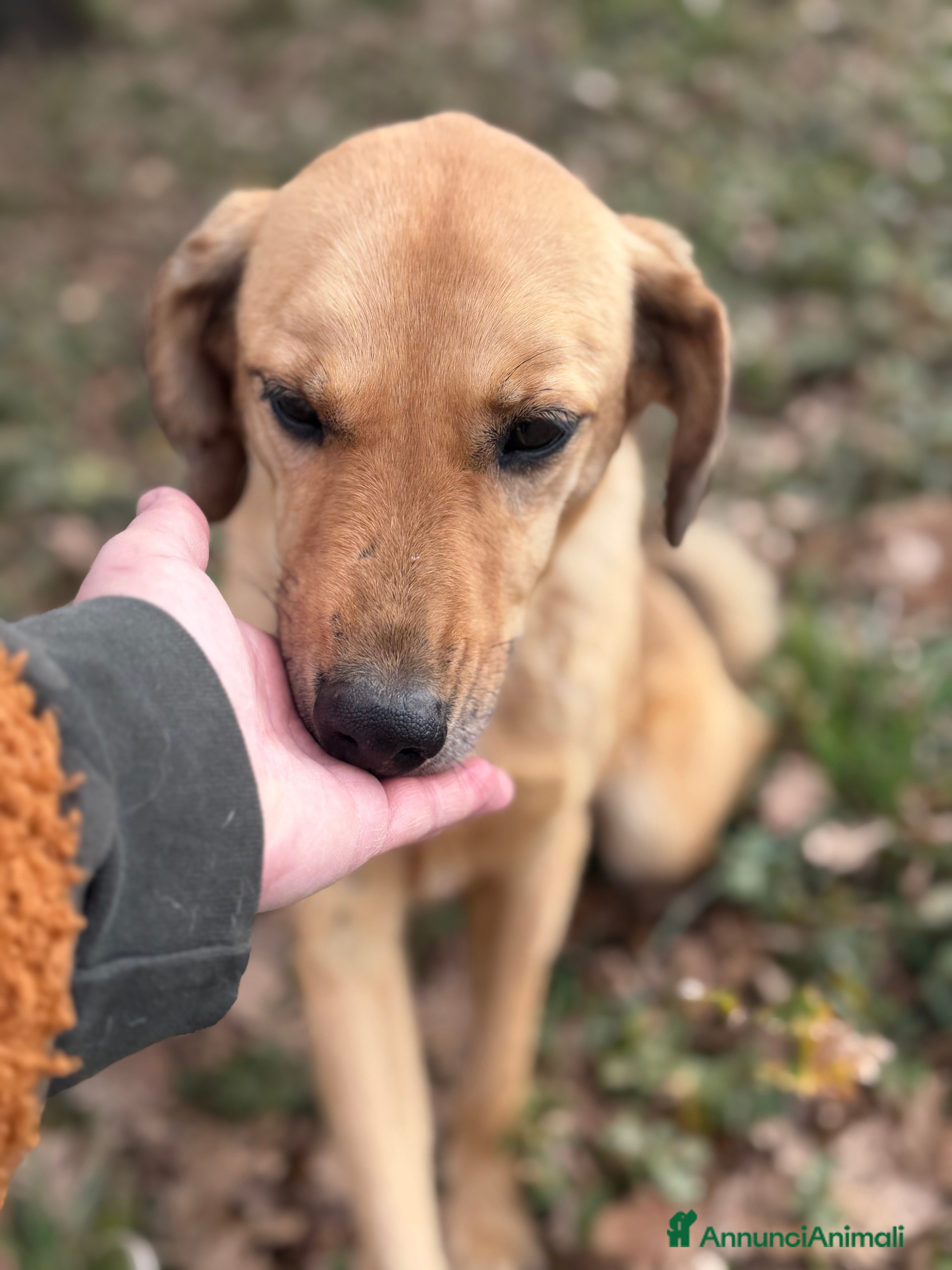 Meticcio cani Alessandra - Annuncio 1