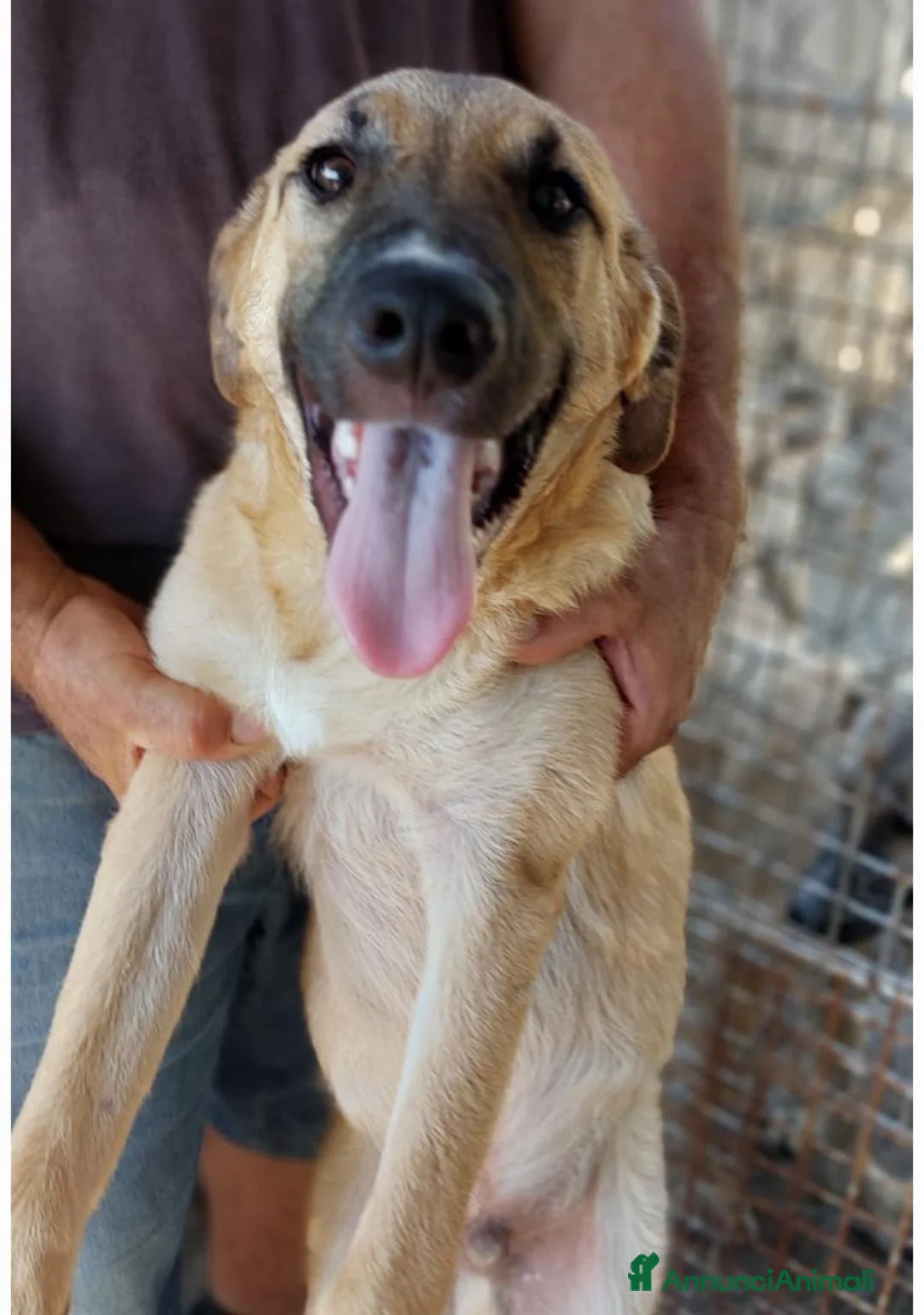 Meticcio cani in regalo: Pastorina 6/7mesi PRESTO SOLA IN RECINTO! CAGLIARI - Annuncio 5