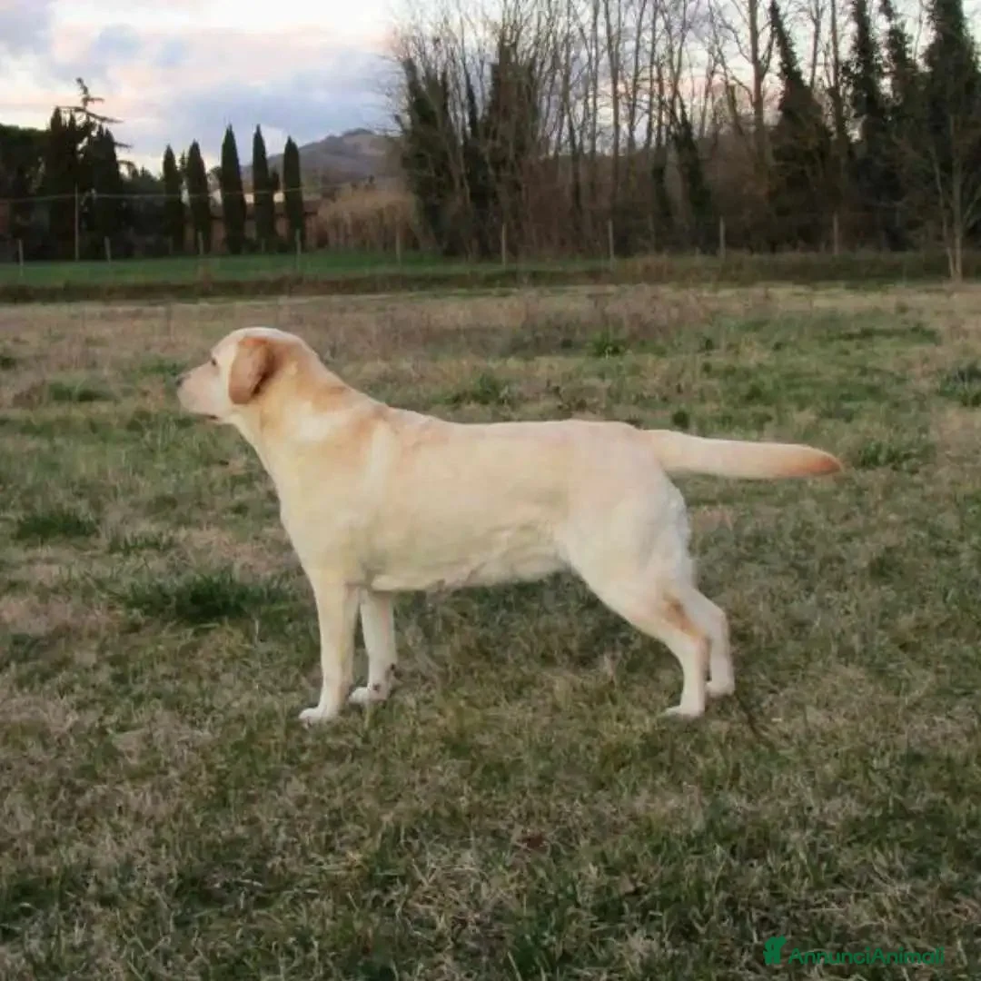 Labrador cani in vendita: Cucciolo Labrador retriever  - Annuncio 1
